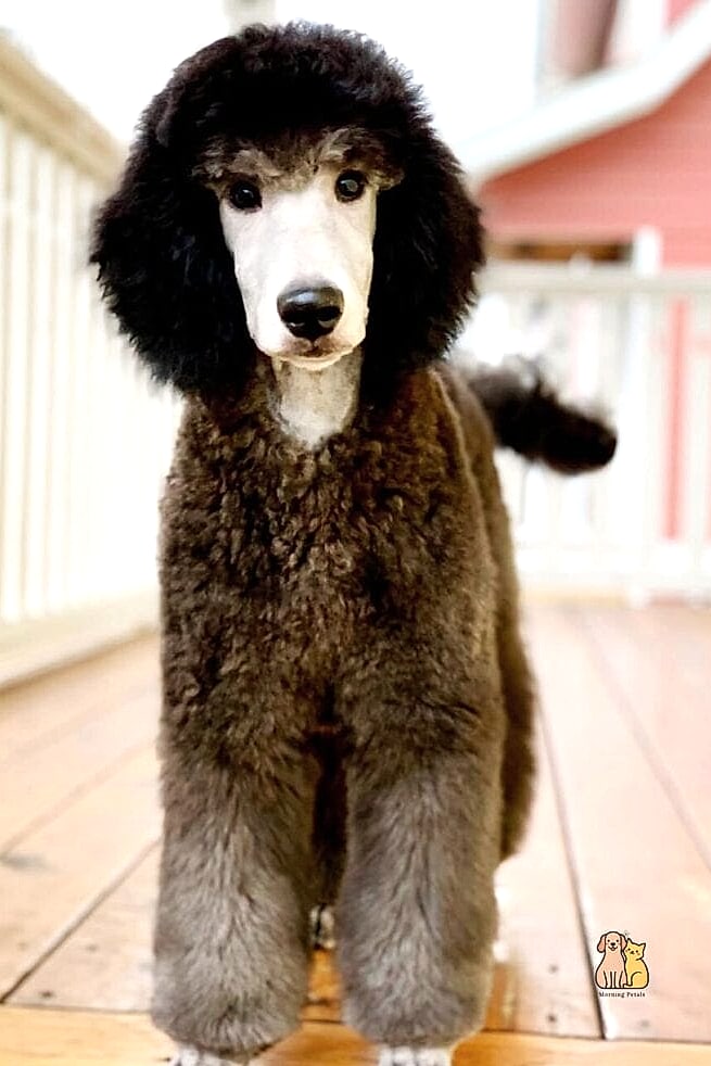 Seasonal Haircut Tips for Standard Poodles