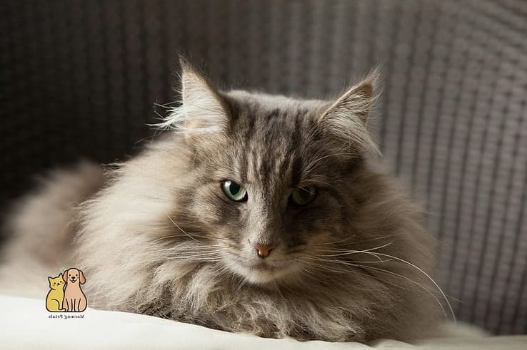 The Senior Cat Who Still Looks Majestic