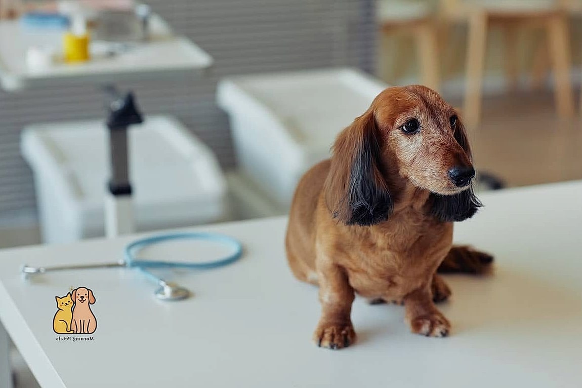 40 Adorable Wiener Dogs That Will Make Your Day 12 The Senior Dachshund Sweetheart