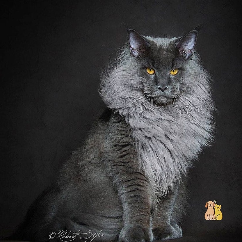 A Senior Maine Coon Still Ruling the Household with Quiet Confidence