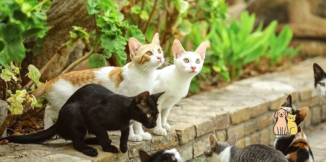 The Shared Multi-Pet Sanctuary