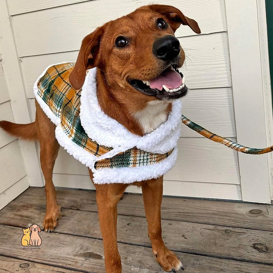 The Sherpa-Lined Winter Harness