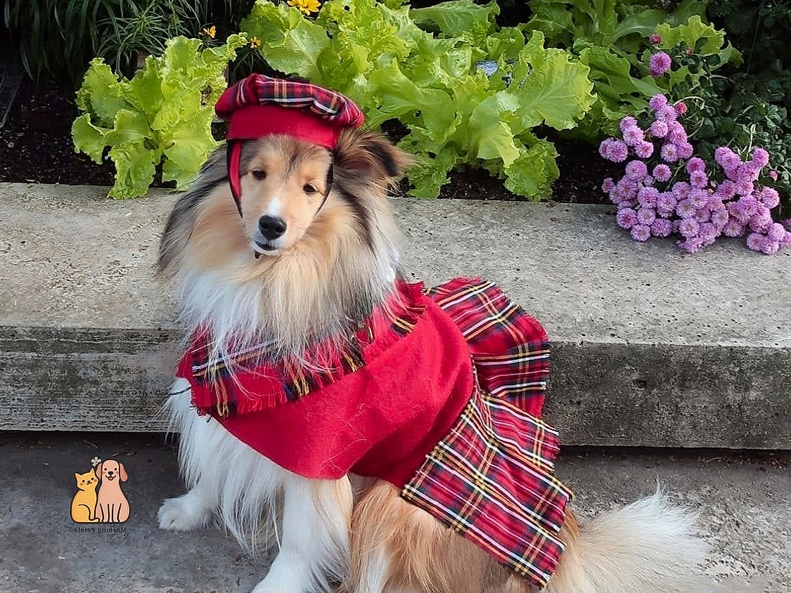 The Shetland Sheepdog in a Knit Pullover