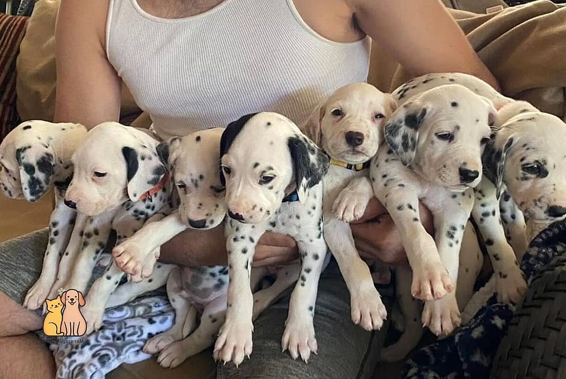30 Incredible Dalmatian Puppies You Need in Your Life Right Now 14 The Show-Ring Hopeful