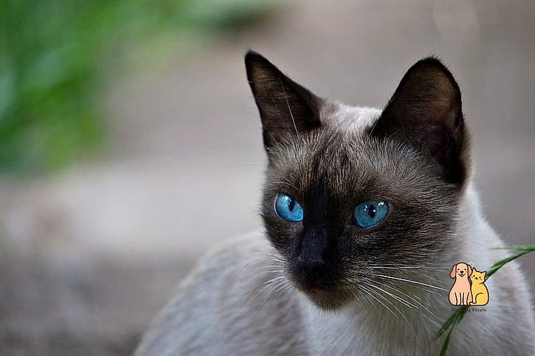 Siamese