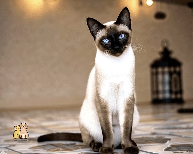 The Siamese