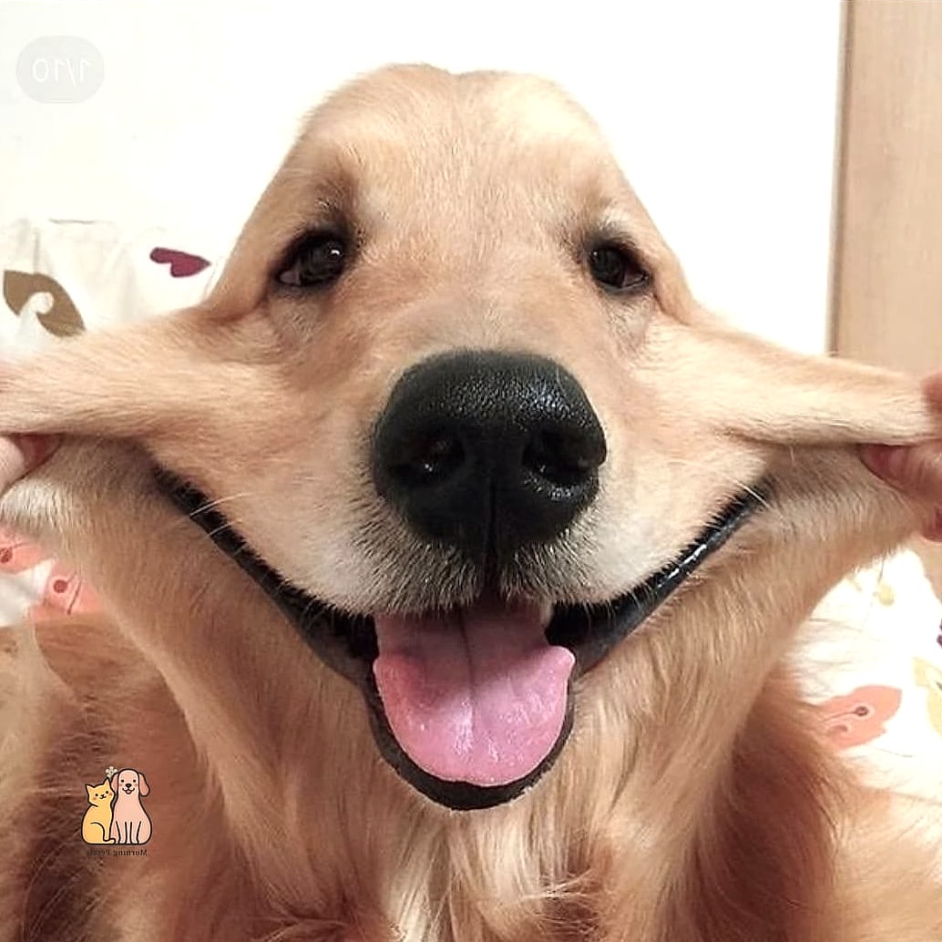 21 Adorable Dog Stung By Bee Guaranteed to Make You Smile 10 The Silly Face That Made Everyone Smile