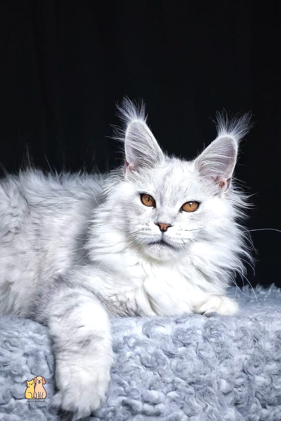 The Silver Shaded Coat That Shimmers in Sunlight
