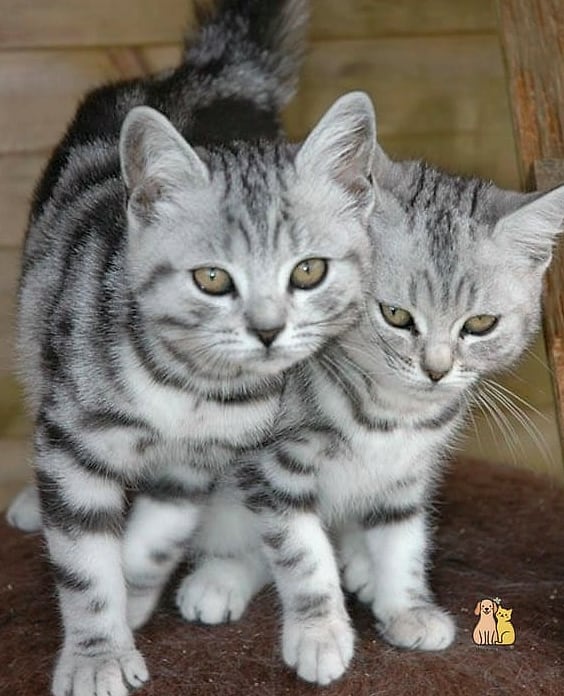 Silver Tabbies Have a Shimmery, Frosted Look