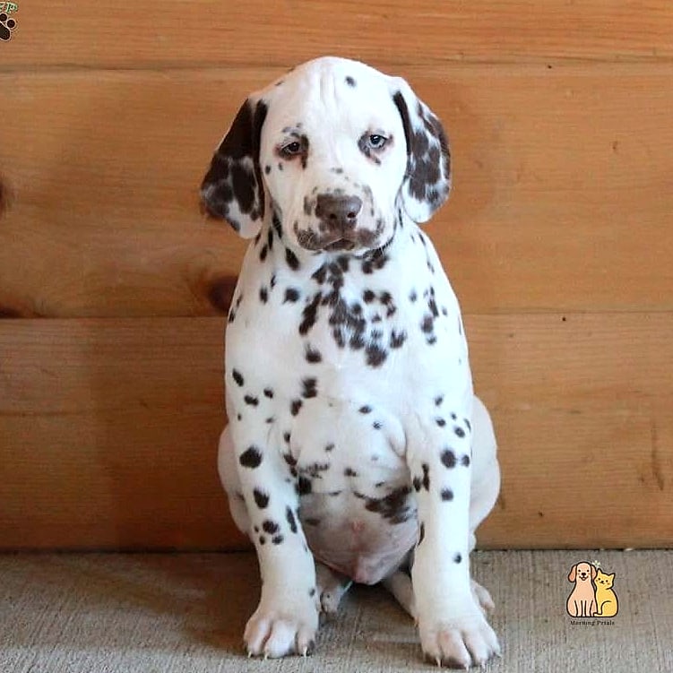 30 Incredible Dalmatian Puppies You Need in Your Life Right Now 3 The Single-Spot Standout