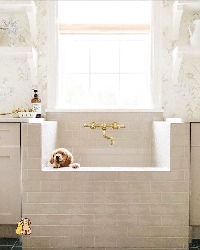 24 Precious Dog Shower In Laundry Room That Will Restore Your Faith in the World 11 The Slate Tile Statement Shower