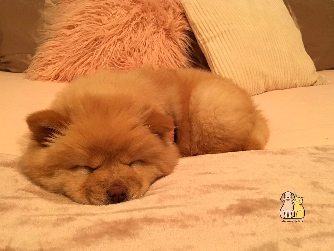 15 Gorgeous Chow Chow Puppies That Prove Pets Are the Best 6 The Sleepy Chow Chow Puppy Taking a Nap