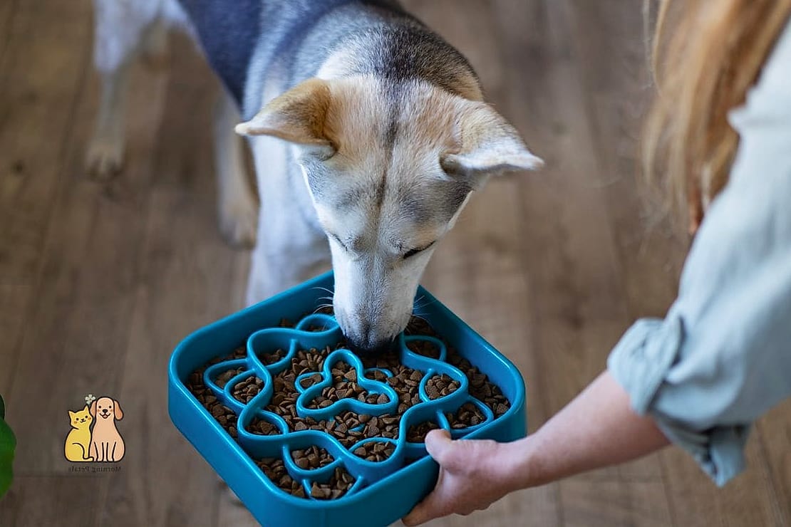 A Slow Feeder Bowl With a Personality of Its Own