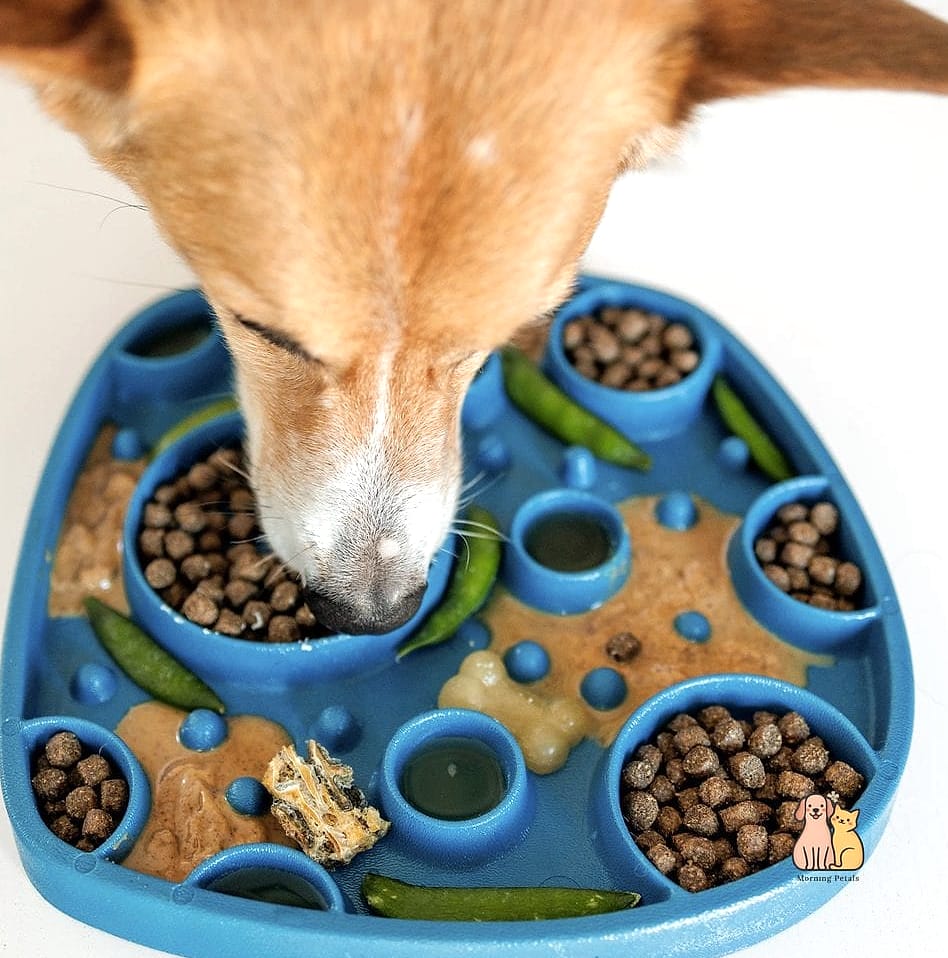 Slow Feeder Bowls