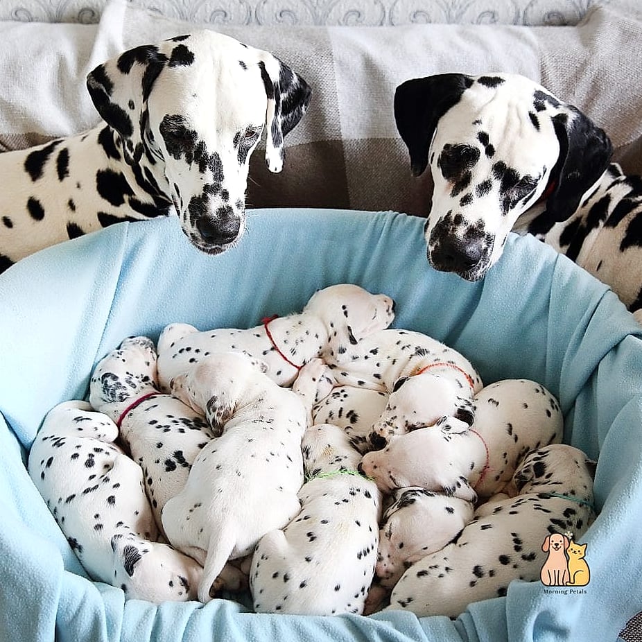 30 Incredible Dalmatian Puppies You Need in Your Life Right Now 23 The Slow-to-Spot Pup