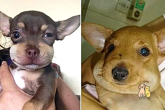 21 Adorable Dog Stung By Bee Guaranteed to Make You Smile 7 The Small Dog With a Surprising Expression