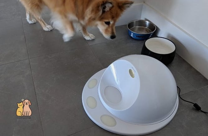 20 Clever Dog Corner Ideas That Are Totally Worth It 21 The Smart Corner with a Pet Camera