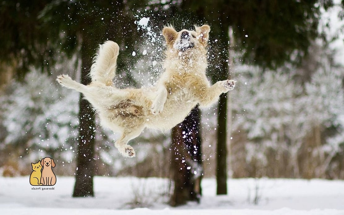 40 Adorable Wiener Dogs That Will Make Your Day 27 The Snow Day Explorer