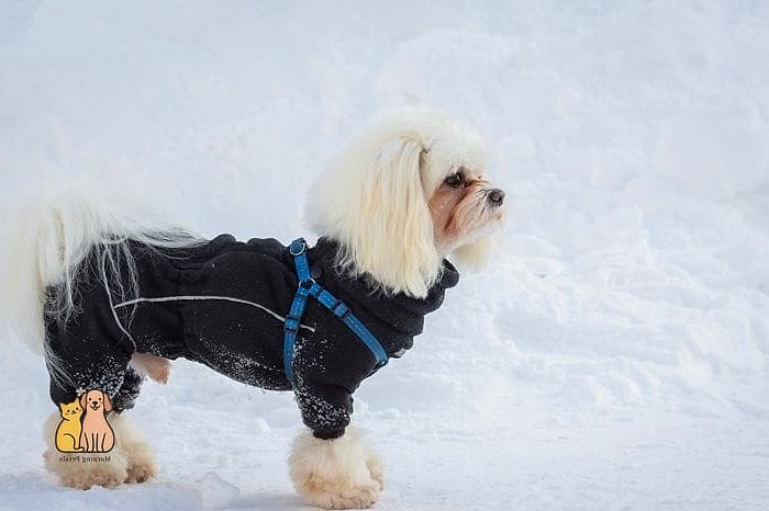 Snow-Friendly Winter Digging Patch