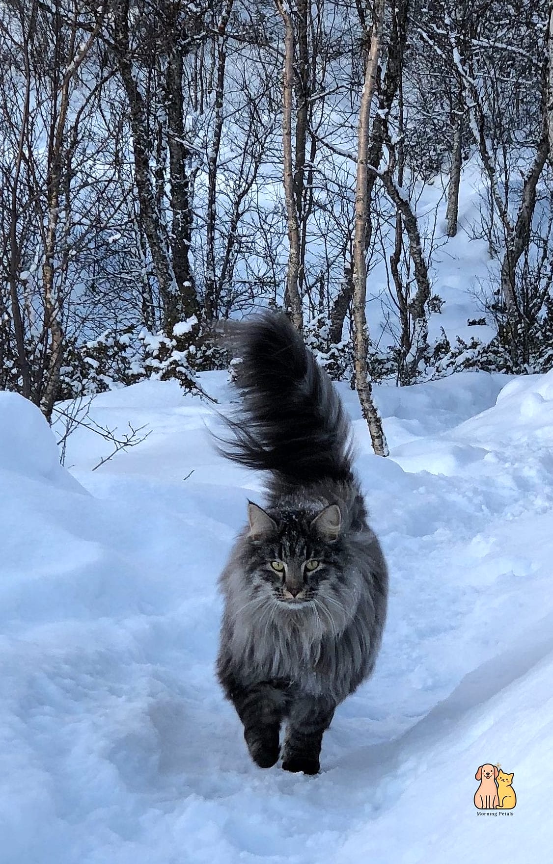 Snow Paws Built for Climbing Anything