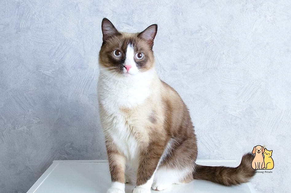 The Snowshoe's Painted Paws