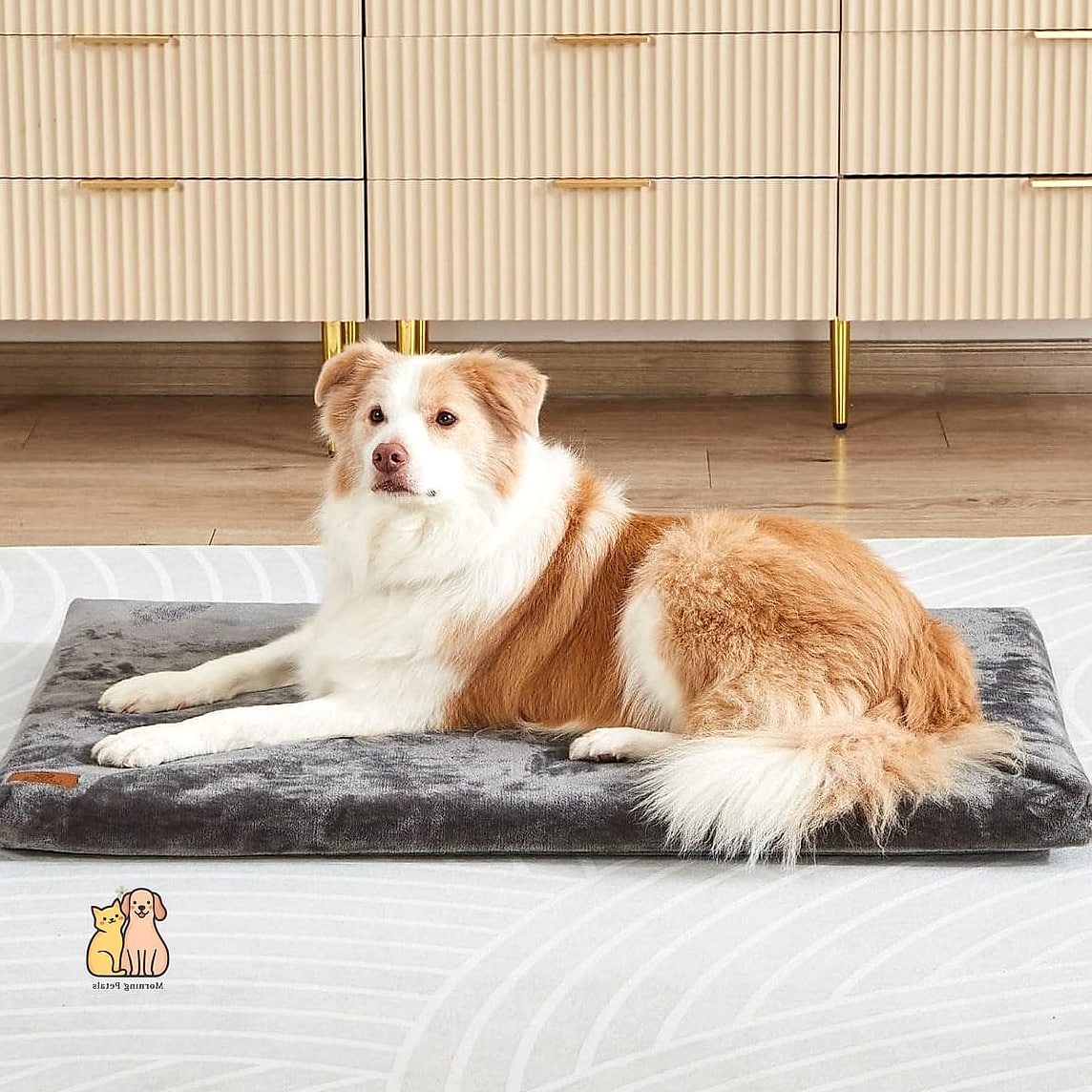 The Soft Memory Foam Starter Bed