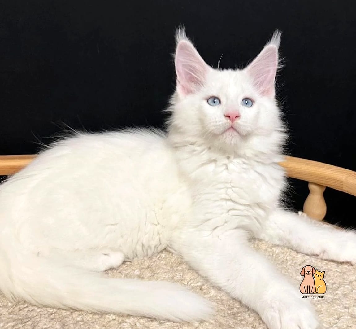 Solid White Maine Coons Looking Like Snow Leopards