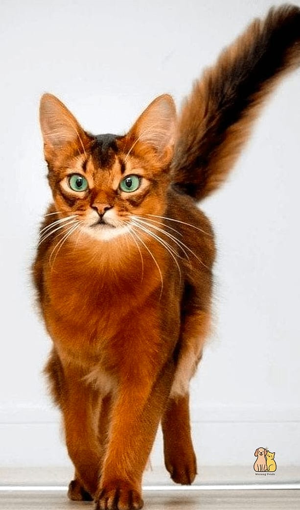 The Somali
