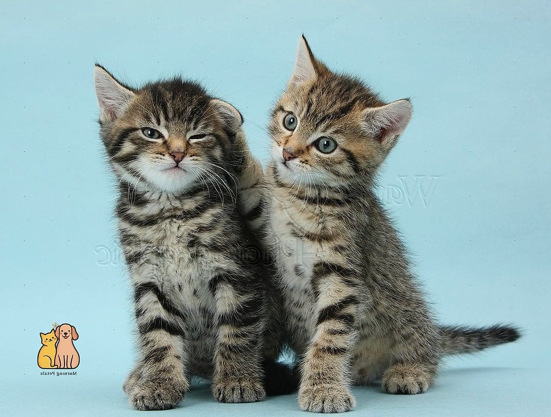 Some Tabbies Have a Golden or Copper Eye Color