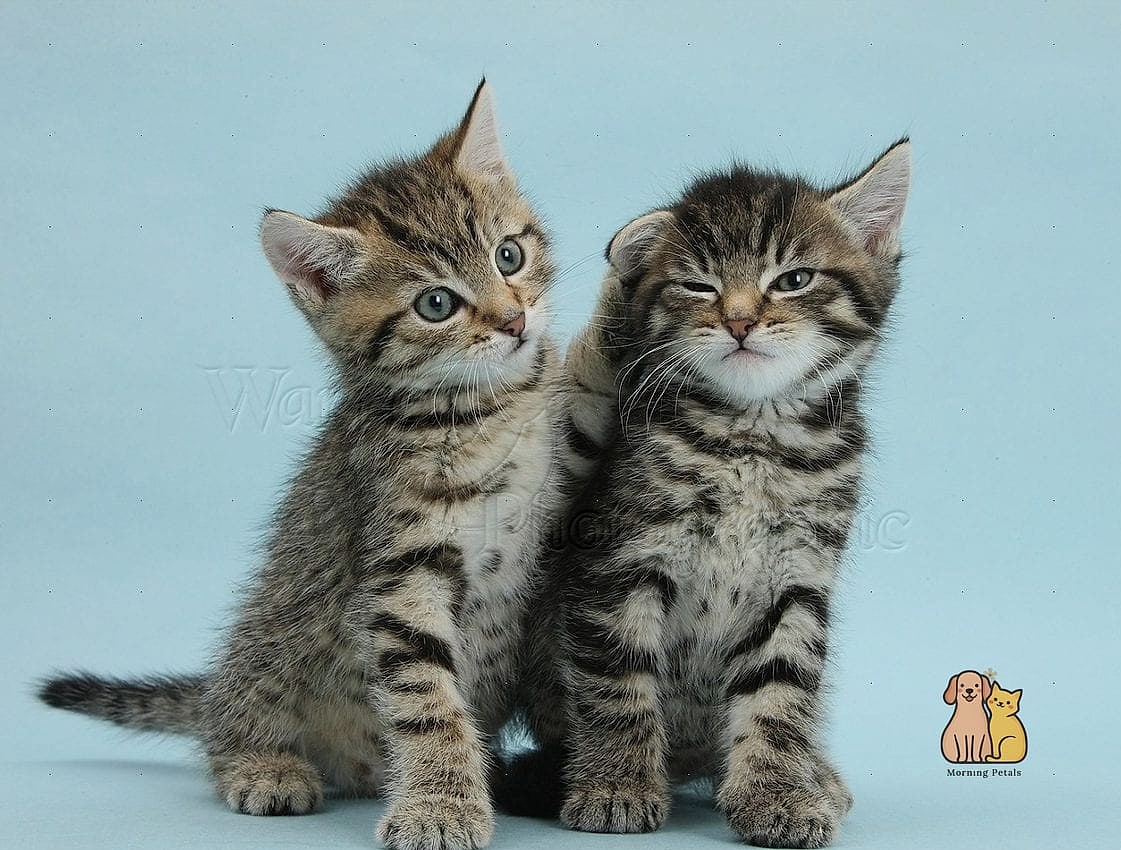 Some Tabbies Have Striking Spotted Coats