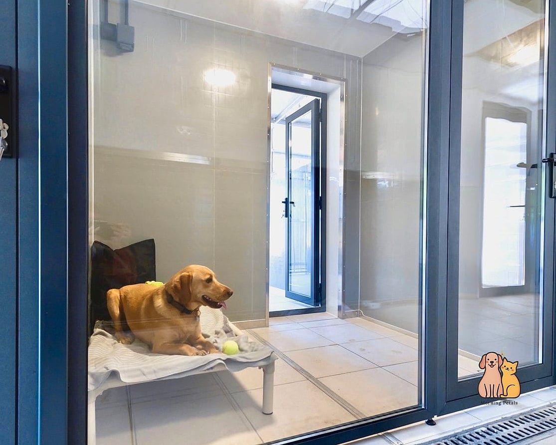 24 Easy Dog Boarding Facility Ideas That Will Inspire You 14 Soundproofed Kennel Walls
