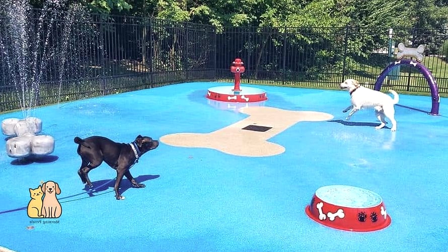 24 Easy Dog Boarding Facility Ideas That Will Inspire You 9 Splash Pad or Kiddie Pool Areas