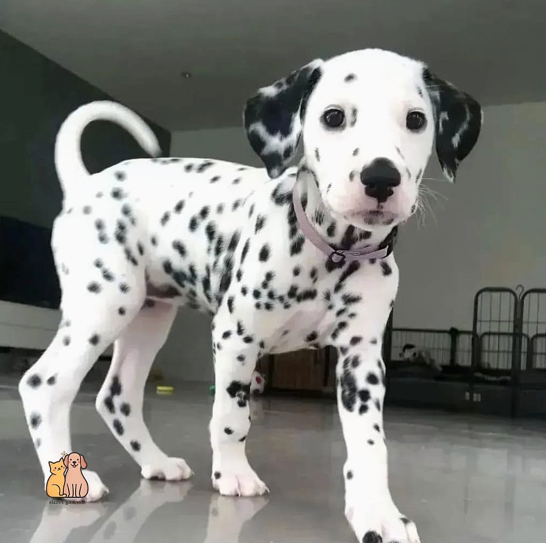 30 Incredible Dalmatian Puppies You Need in Your Life Right Now 21 The Spot-Pattern Twins