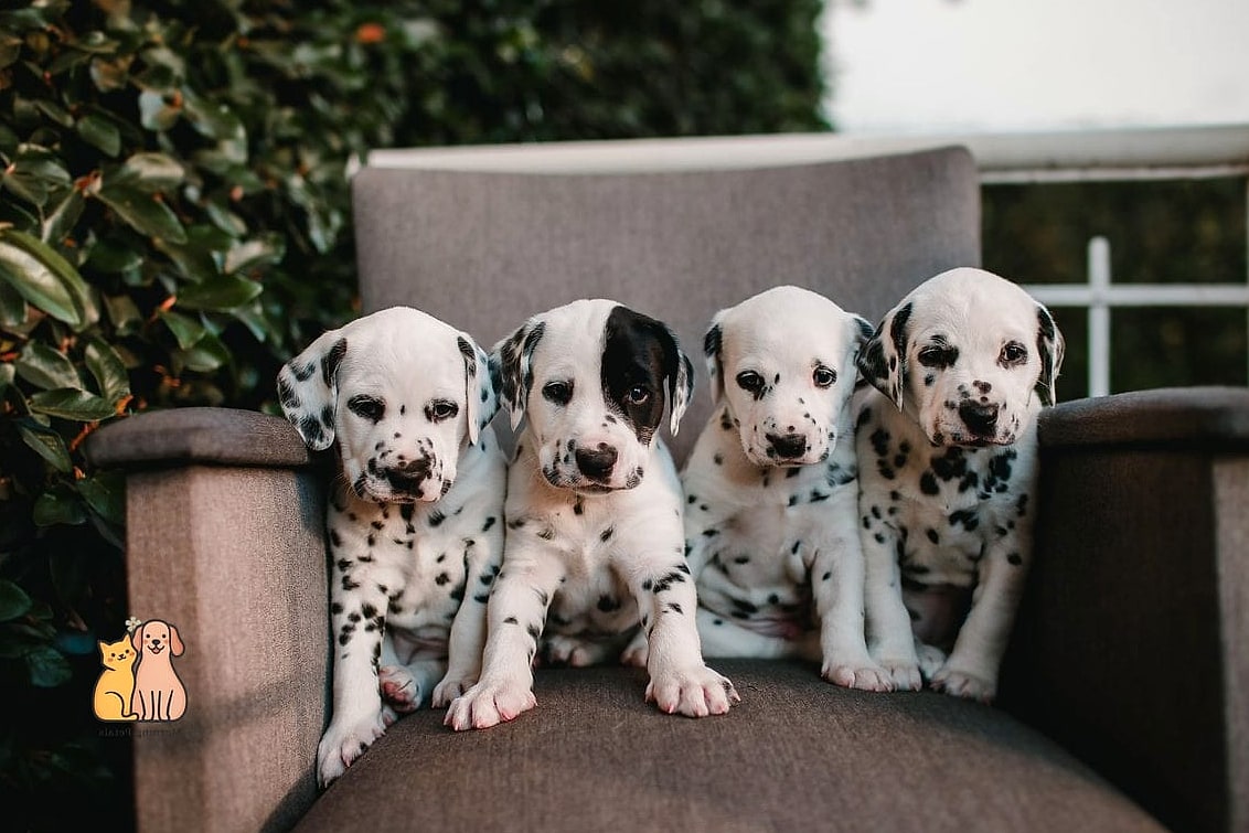30 Incredible Dalmatian Puppies You Need in Your Life Right Now 13 The Spotted Snuggler