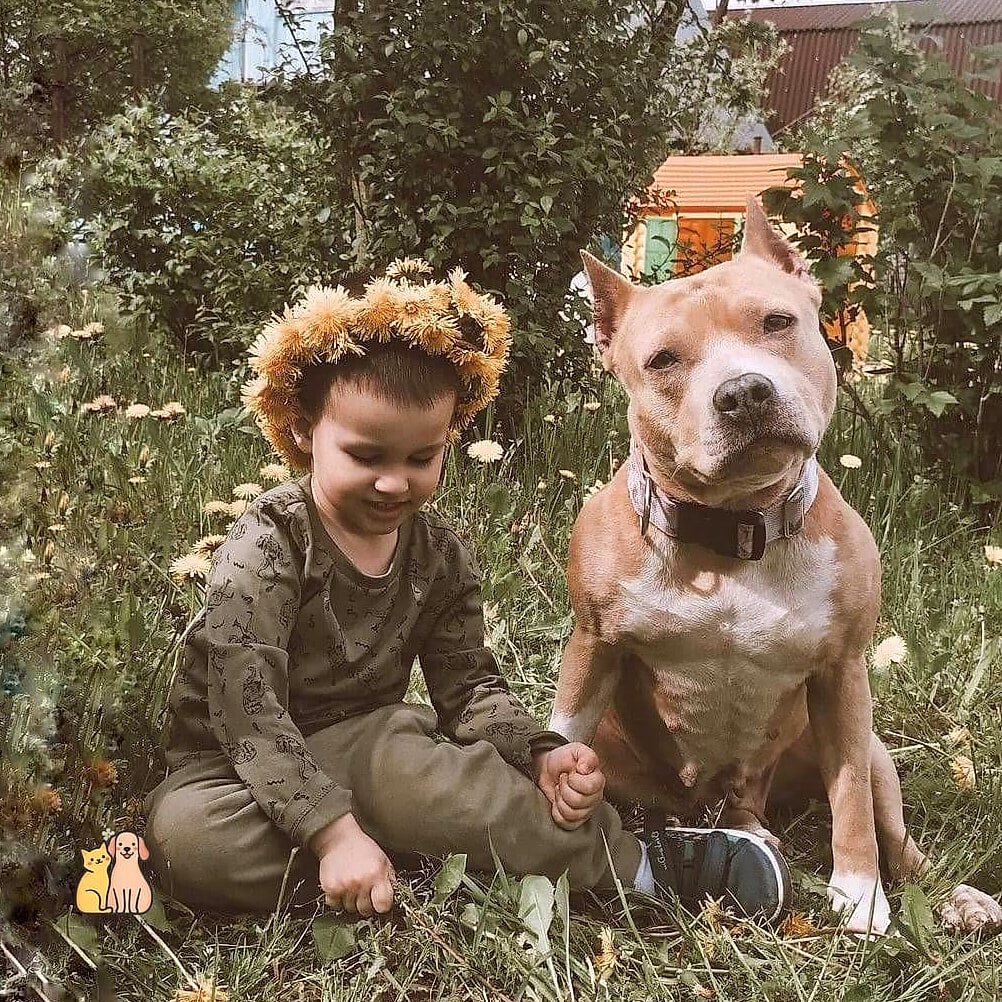 The Staffordshire Bull Terrier