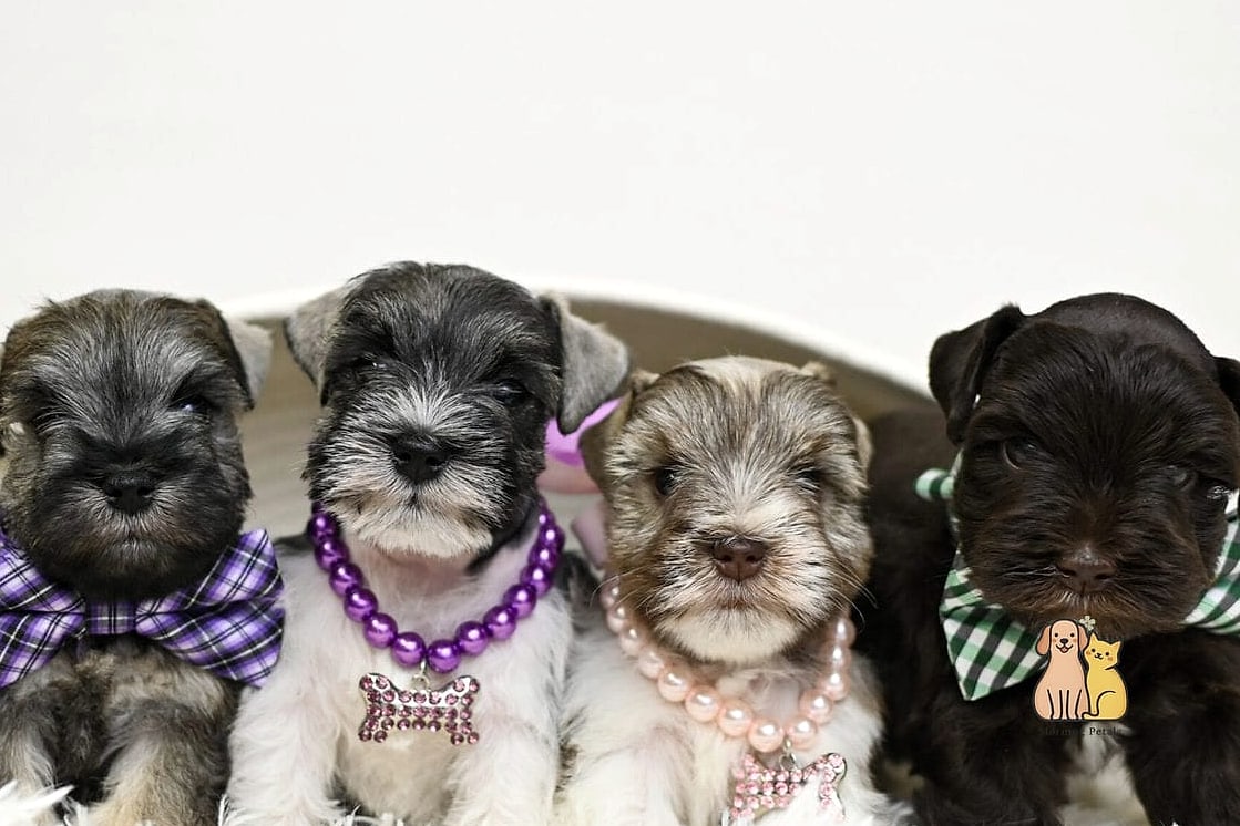 45 Cute Dogs That Dont Shed That Will Restore Your Faith in the World 36 Standard Schnauzer