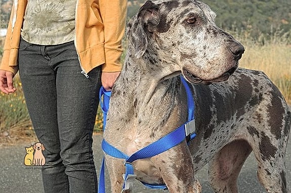 The Starry Night Reflective Harness