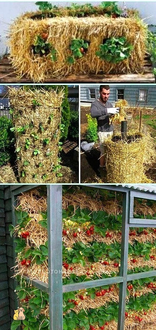 Straw Bale Cat Fort
