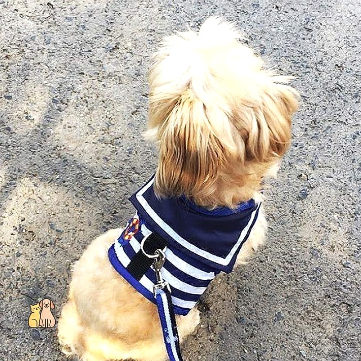 15 Gorgeous Small Dog Sweaters That Will Restore Your Faith in the World 8 The Striped Nautical Sweater