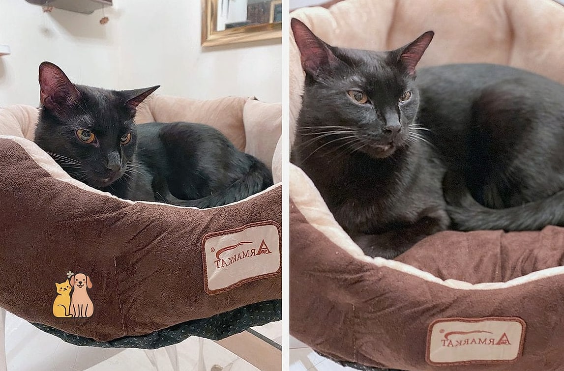 The Suede Corner Bed