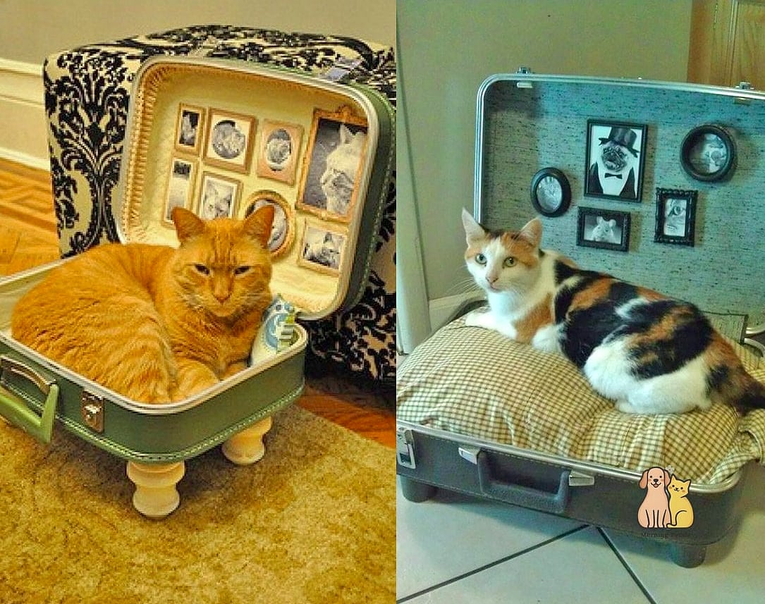 The Suitcase Bed Conversion
