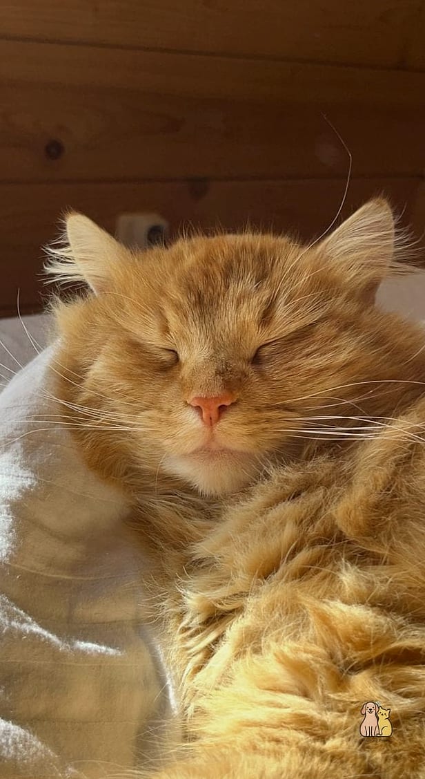 Sundance the Farmhouse Cat