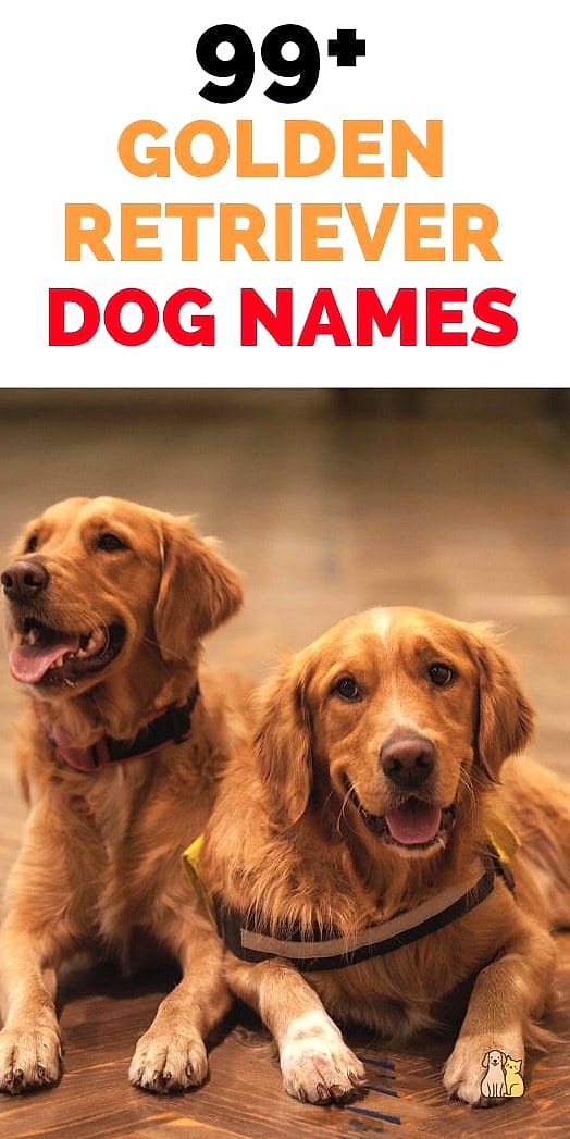The Golden Retriever Names: Everything You Need to Know 2 Sunny