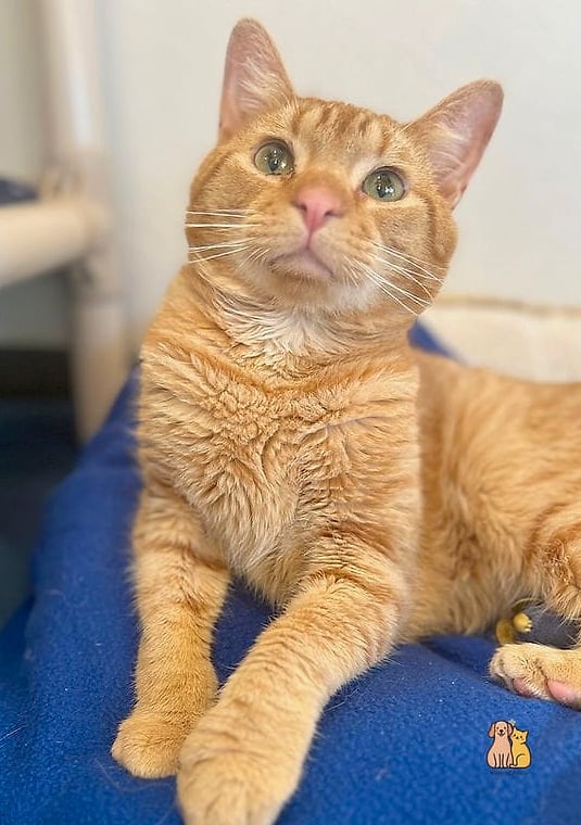 Sunny the Rescue Success Story