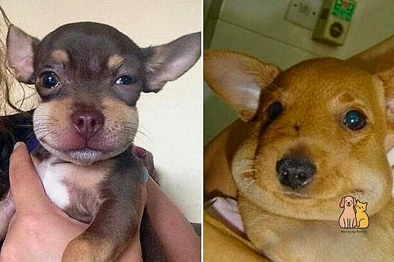 21 Adorable Dog Stung By Bee Guaranteed to Make You Smile 18 The Sweet Side of These Funny Dog Moments