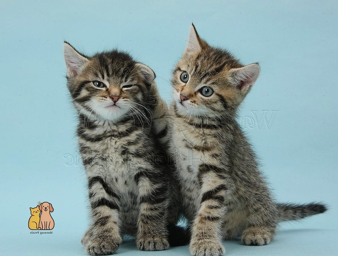 Tabbies Are Often Called 