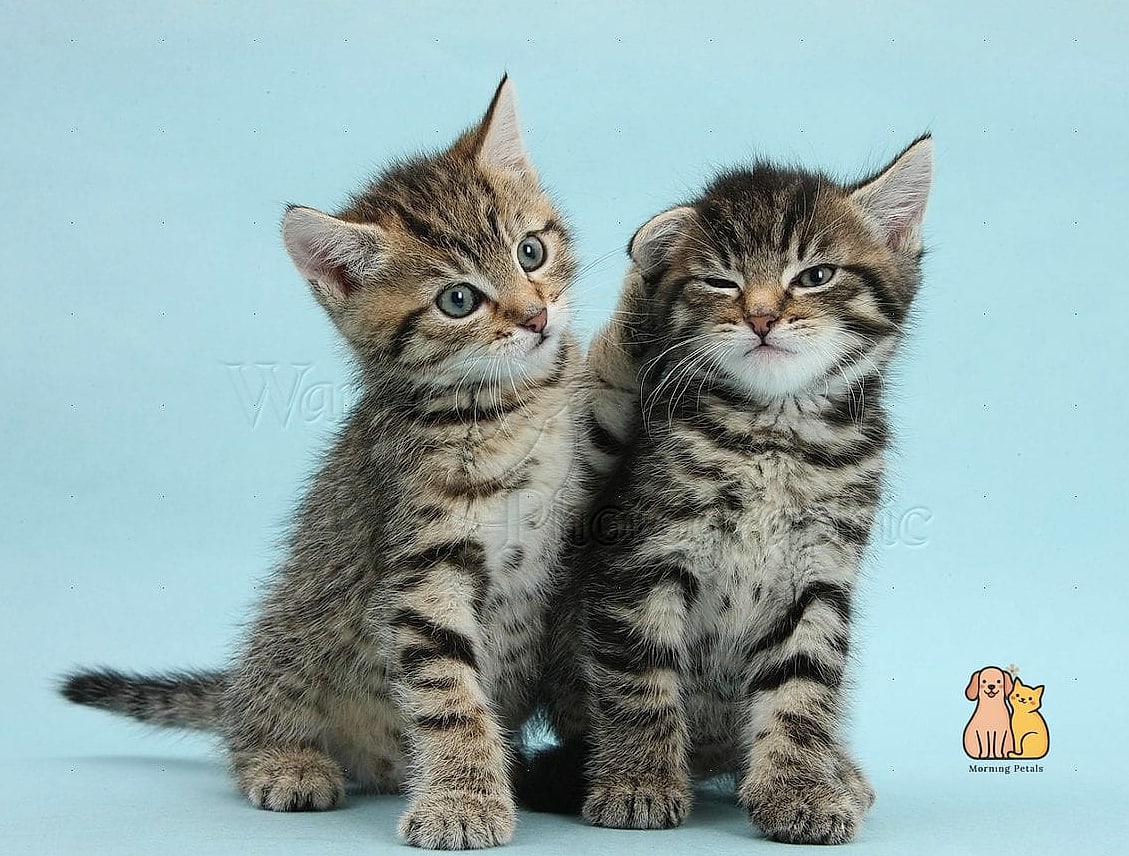 Tabbies Are Frequent Stars of Internet Fame