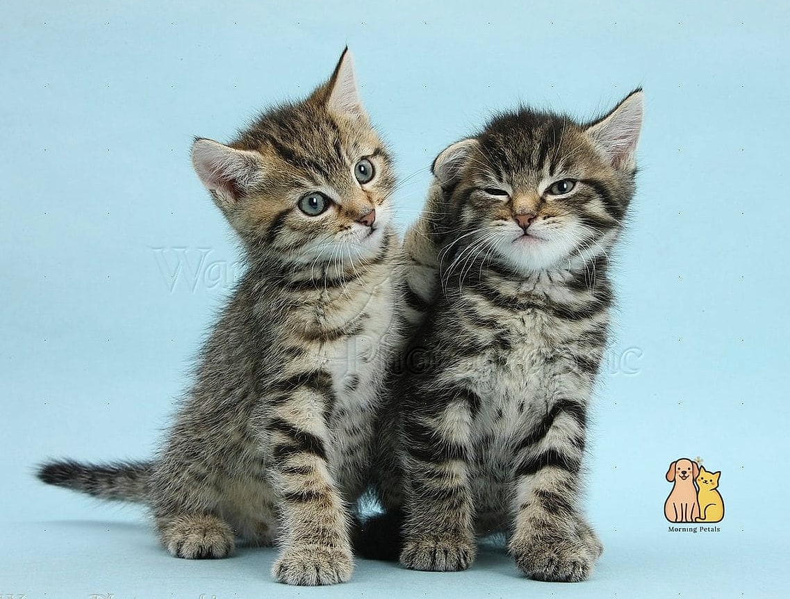 Tabbies Are Popular in Multi-Pet Households