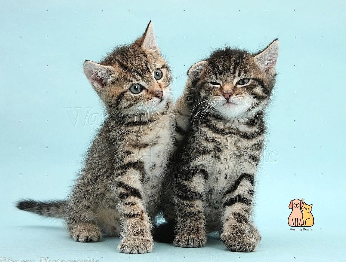 Tabbies Are Frequently Featured in Cat Show Categories