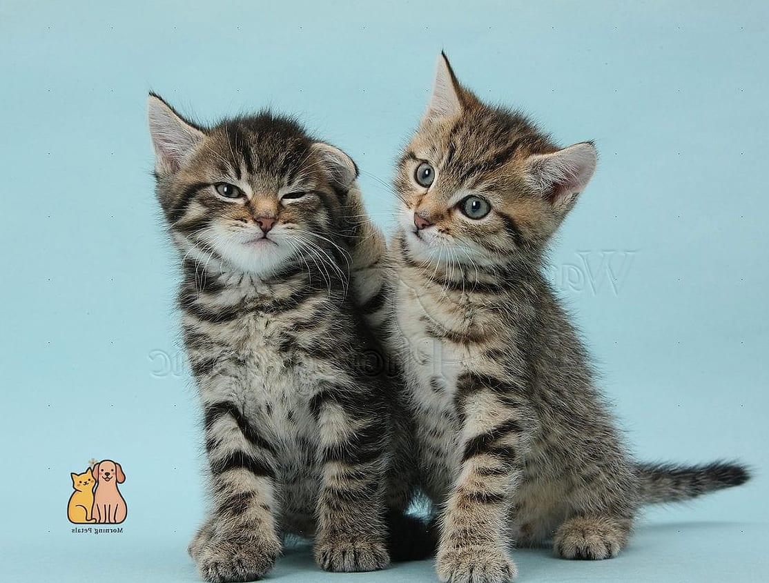 Tabbies Are a Favorite Subject for Pet Portraits